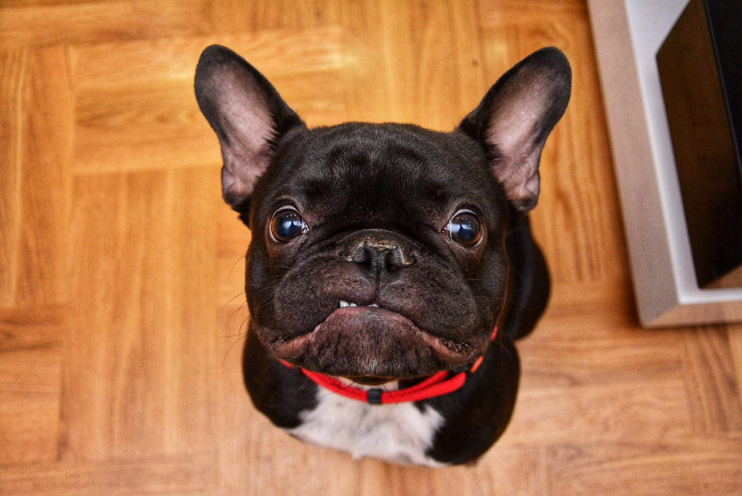050219_reg_hundesteuer