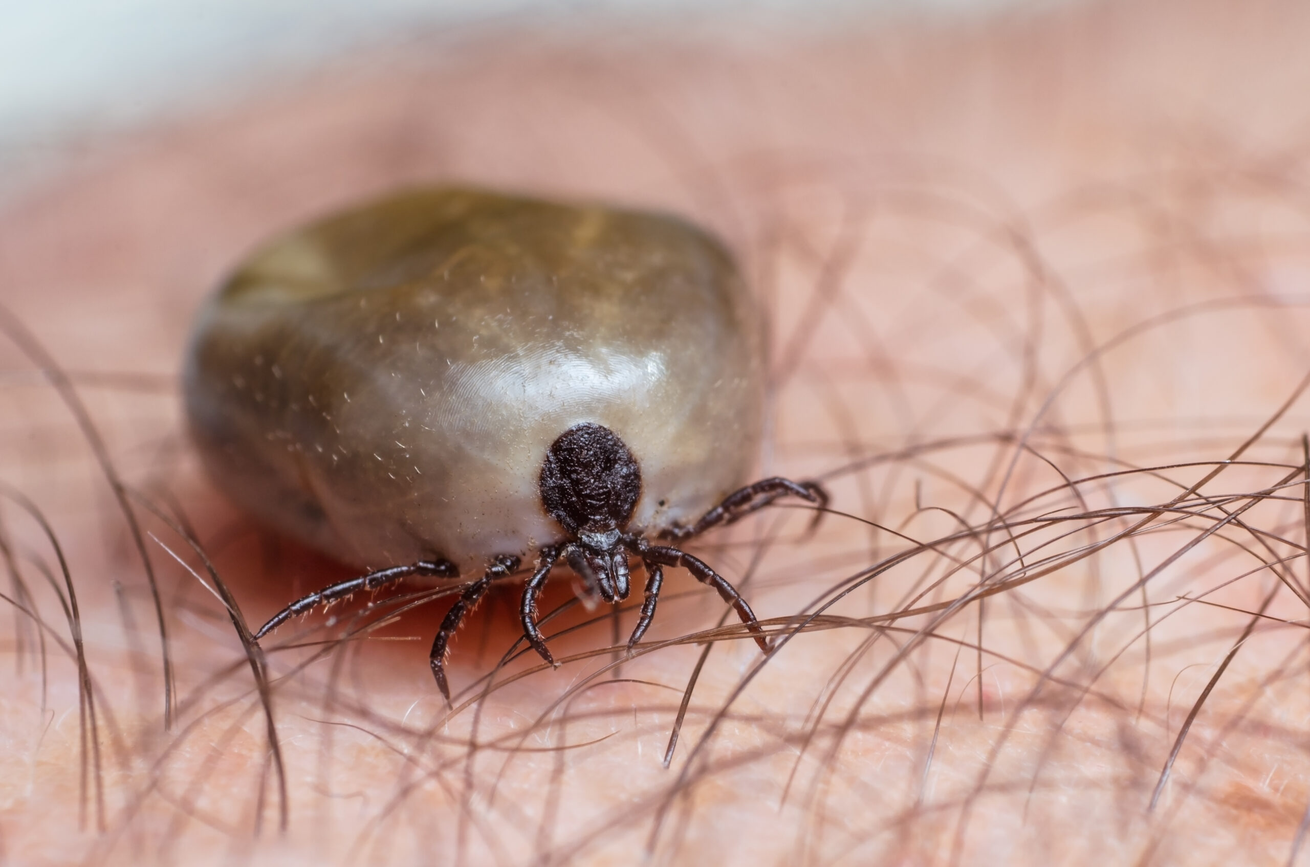 070519_reg_zecken2_shutterstock
