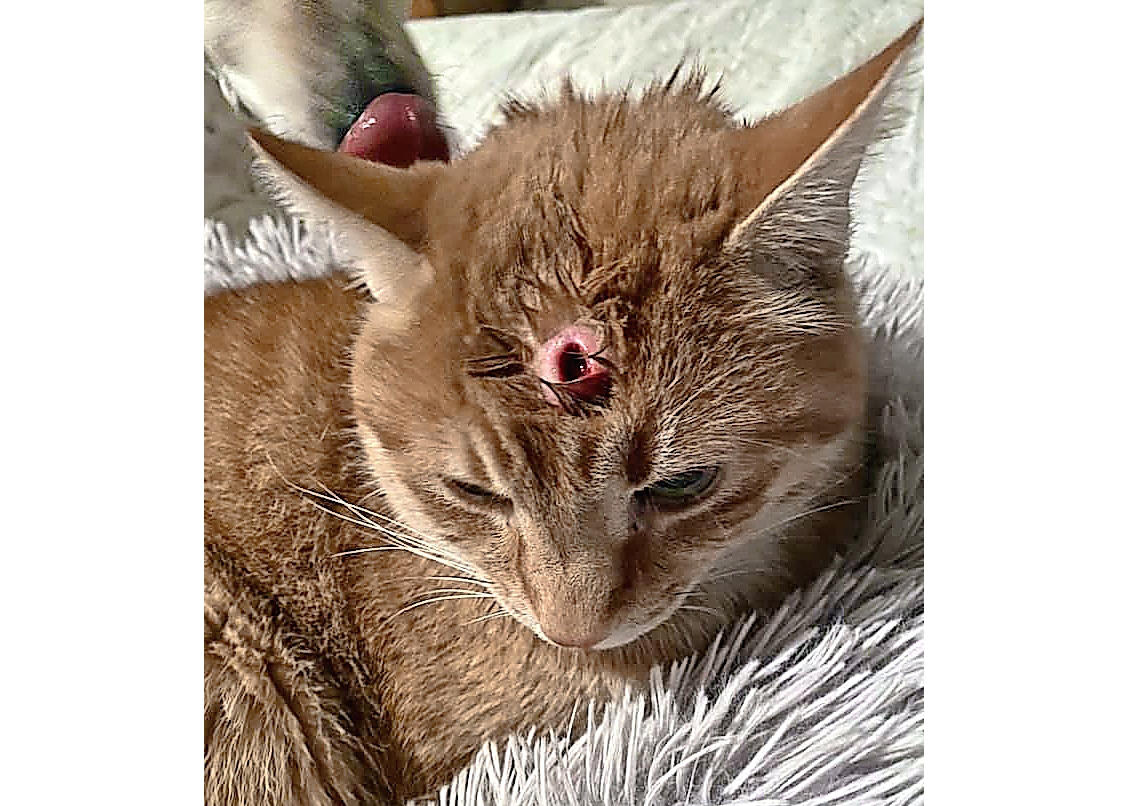 151220_reg_katzenhasser