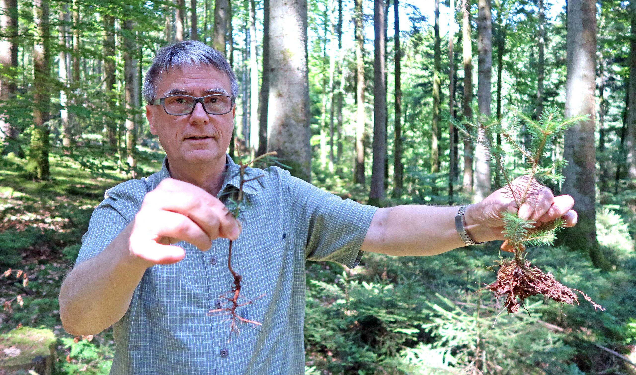 170718_reg_wald4_ran_bearbeitet