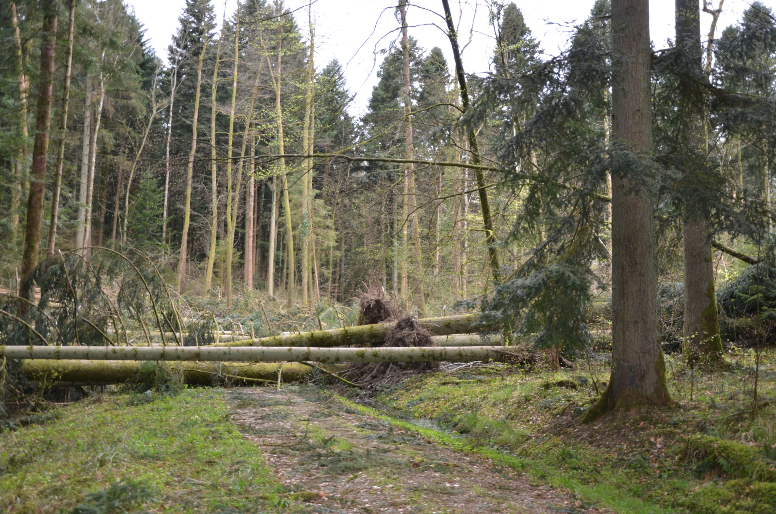 190418_reg_burglind0614_lwe