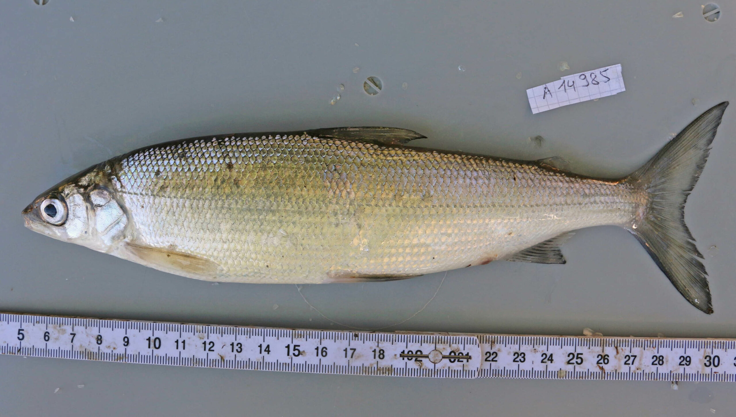 220719_luz_Fisch11