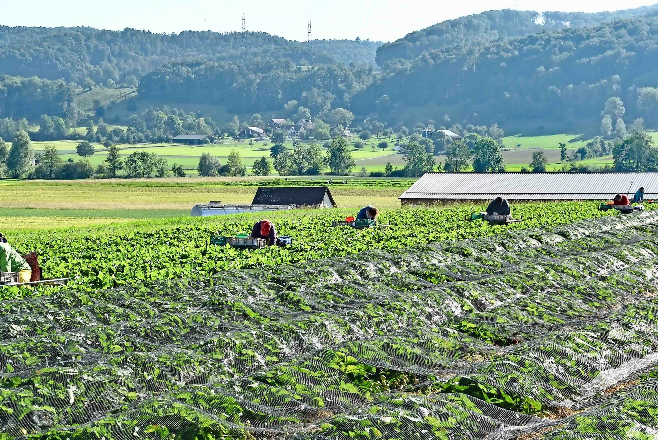 270520_reg_erdbeeren_reitnau_awe_Pflueckerinnen