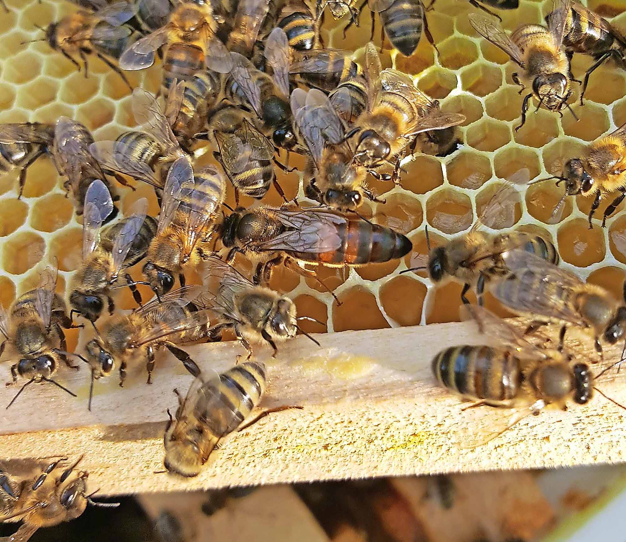 310321_reg_bienenzuechter