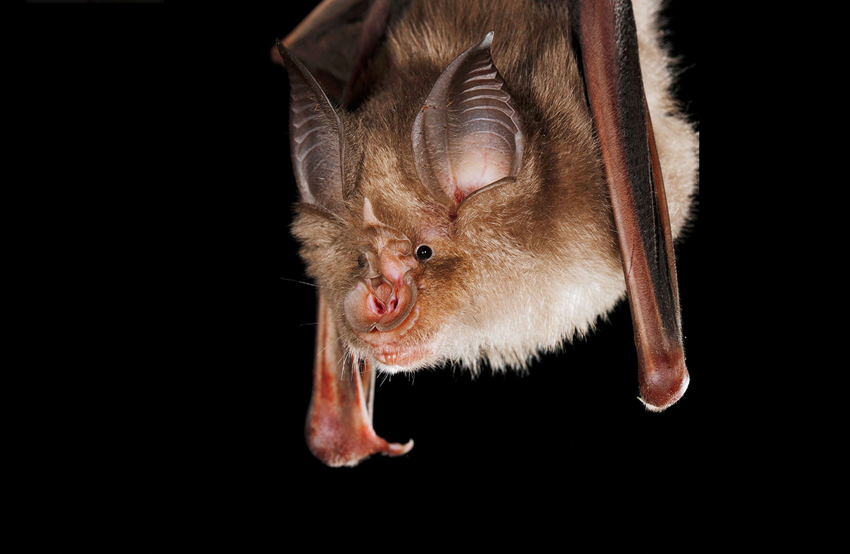 Grosse Hufeisennase (Rhinolophus ferrumequinum)