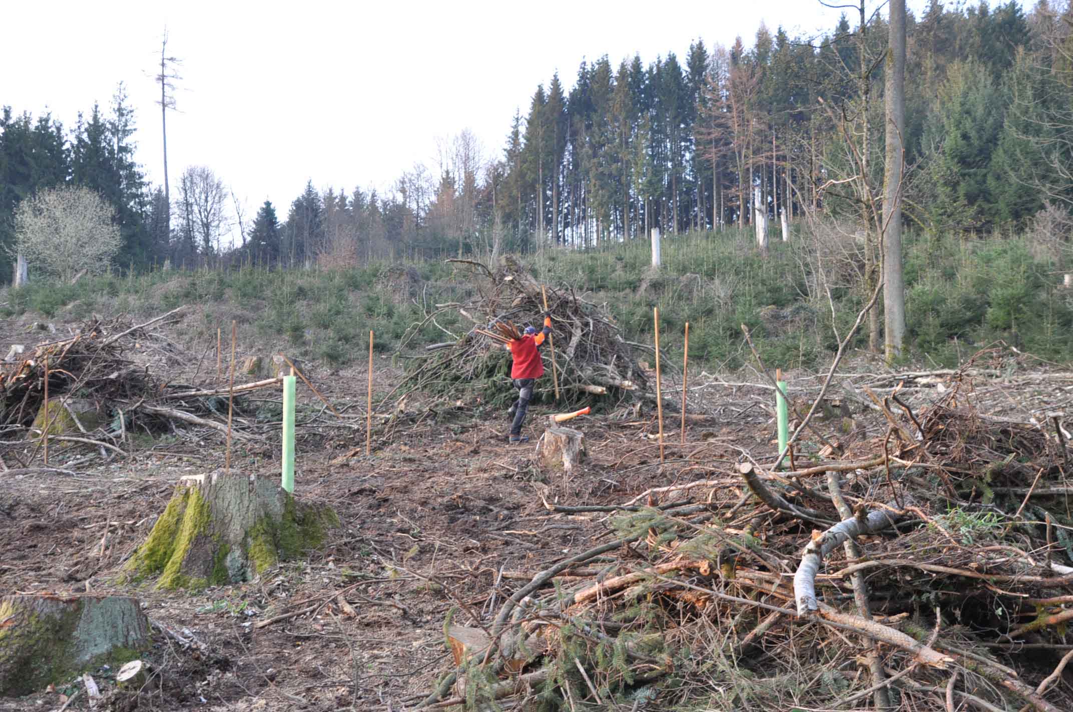 750_0008_15959786_170420_reg_wald0597_zvg