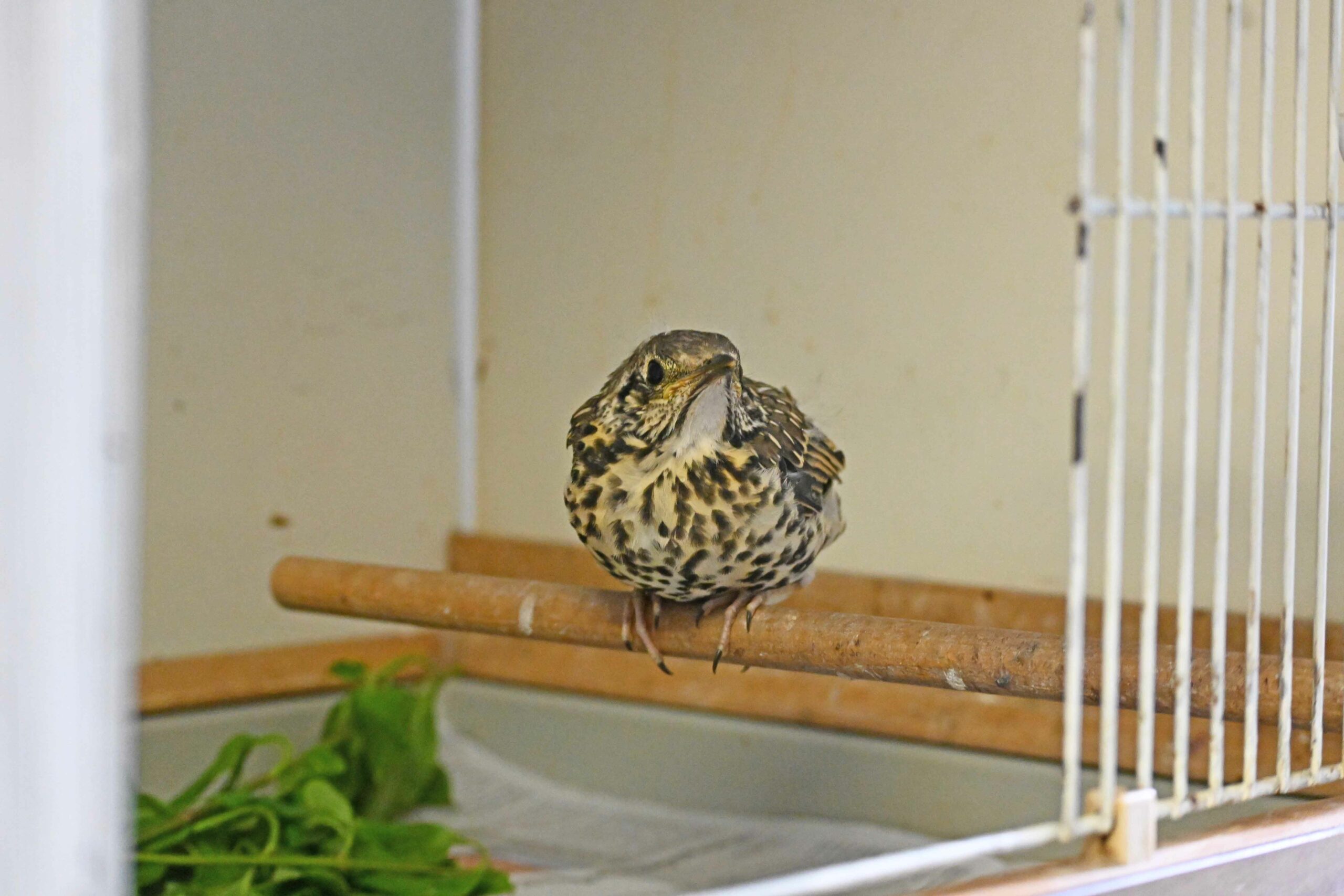 750_0008_15979274_070520_reg_vogelpflegestation_tf_DSC_2