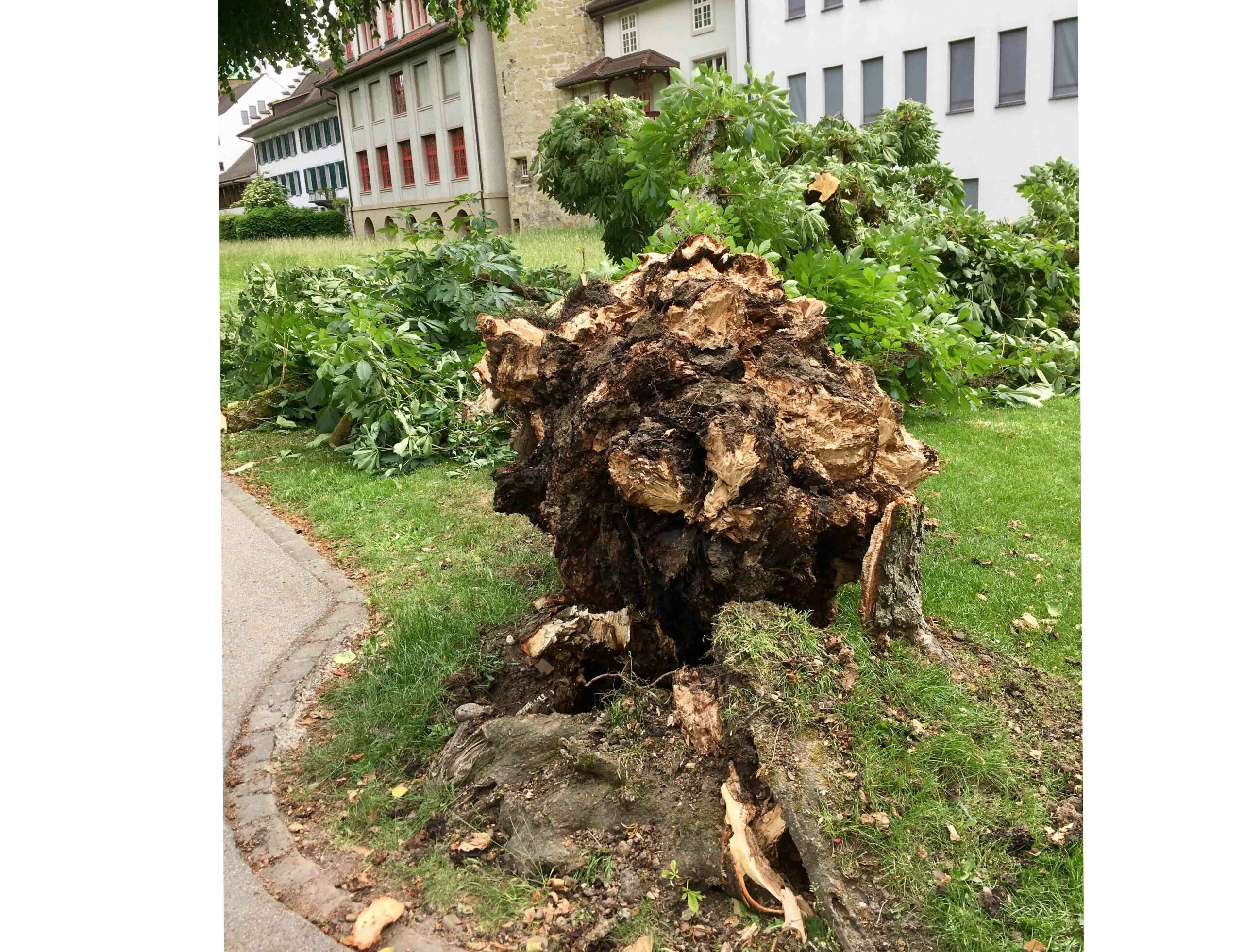 750_0008_15999753_260520_reg_baum_zofingen2_zvg