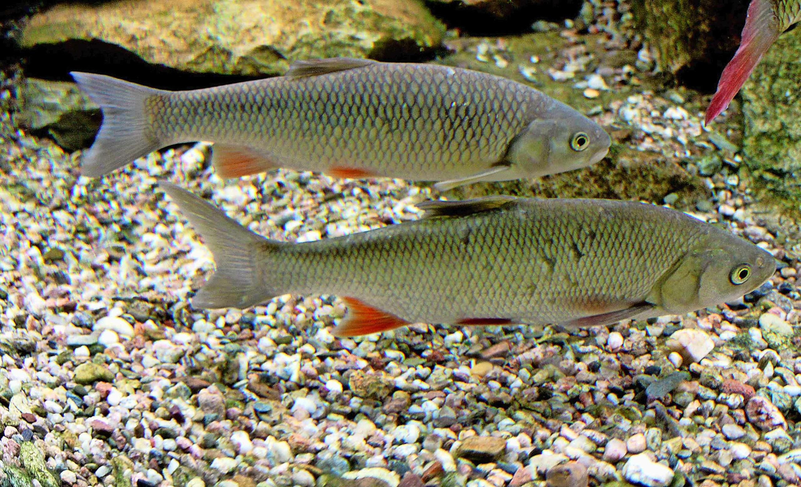 Aletfisch