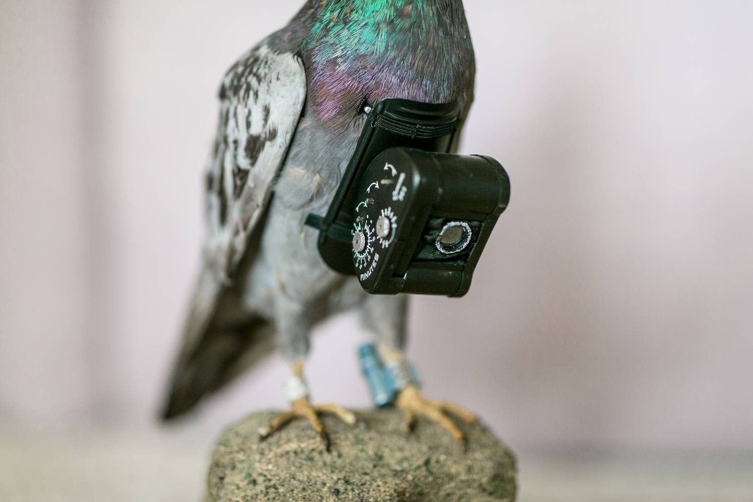 Brieftaube