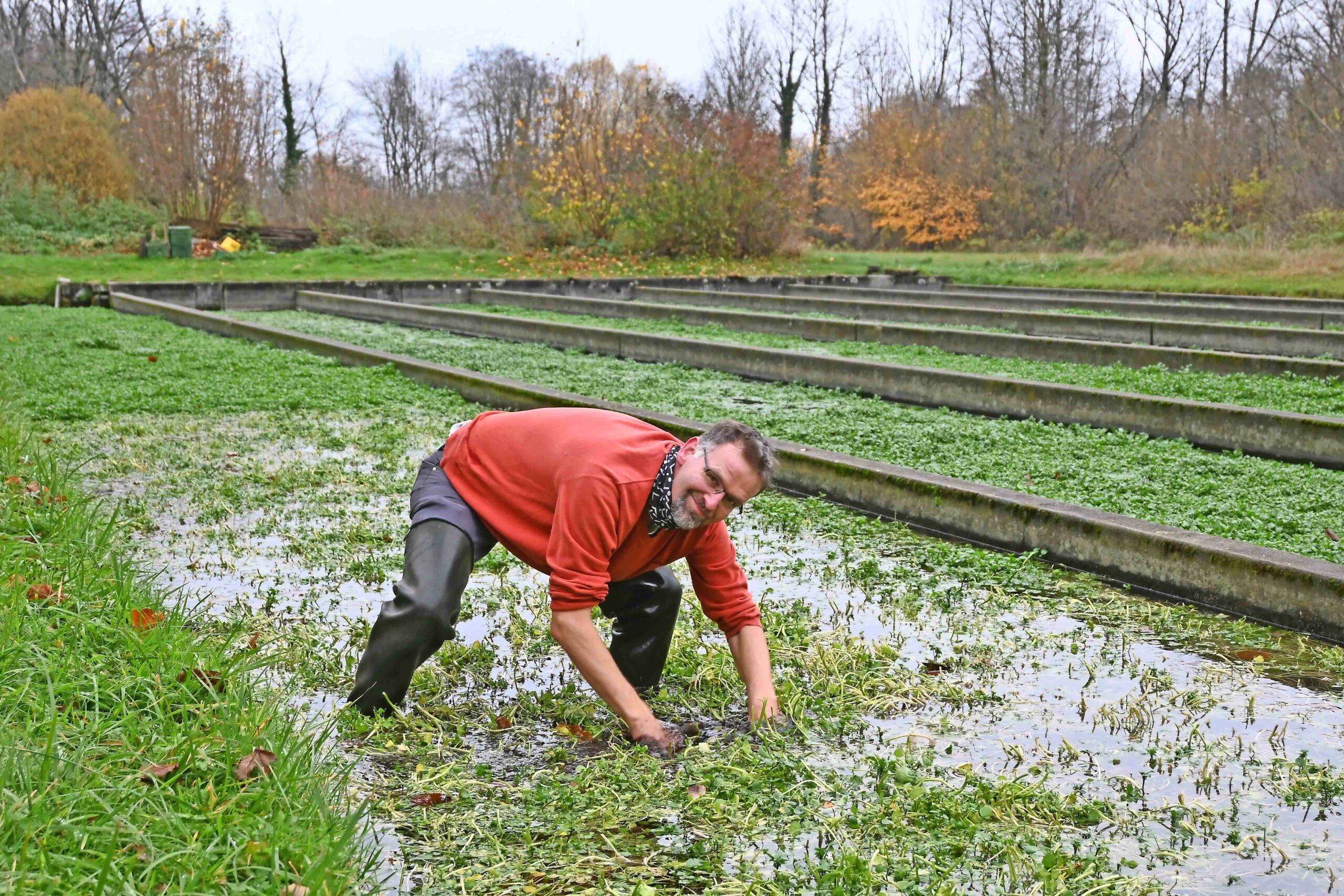 Brunnenkresse_weynau_tf