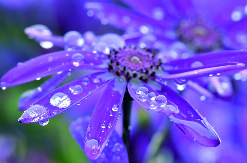 Fruehling_dpa