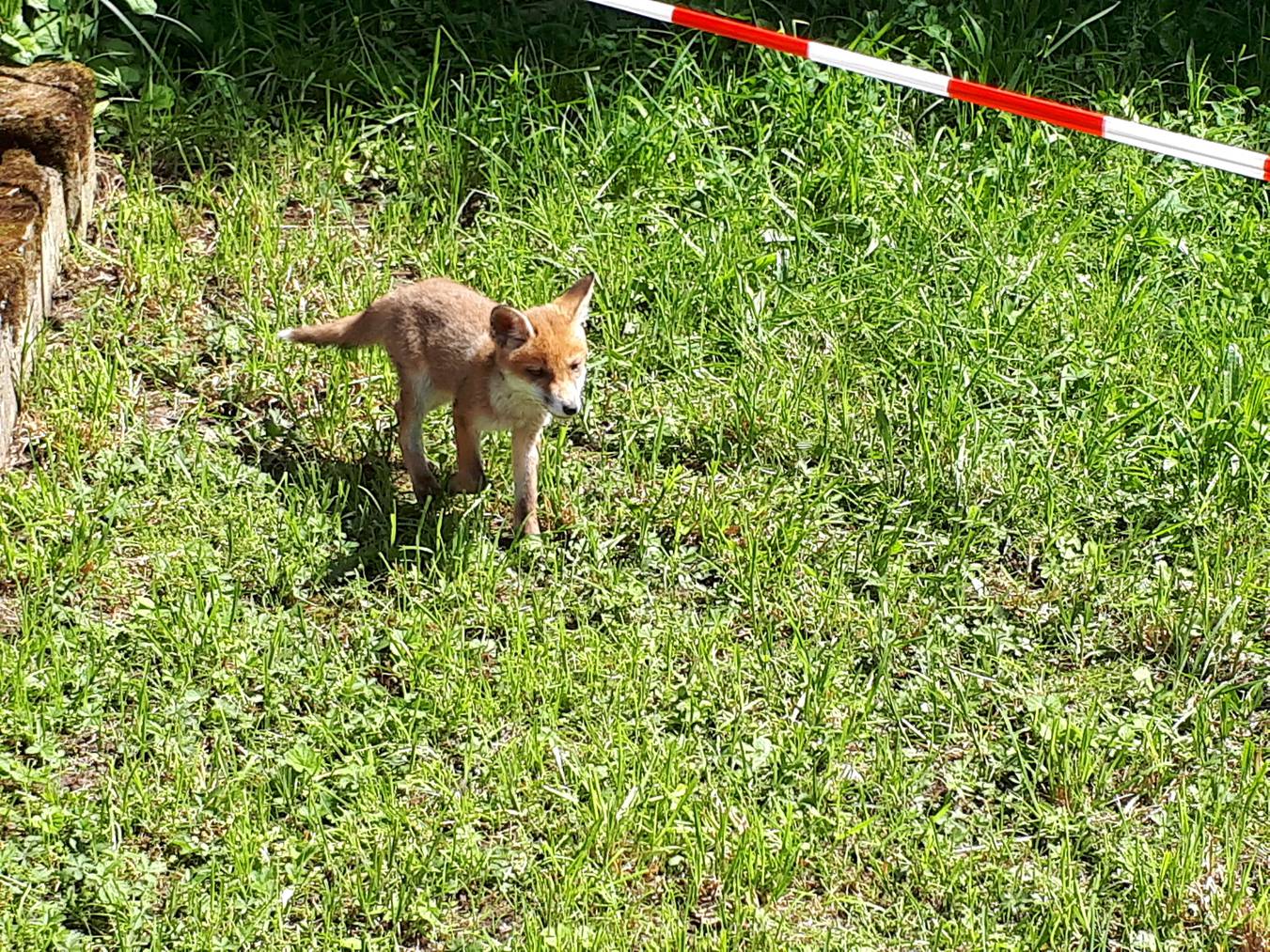 Fuchs_Klingnau
