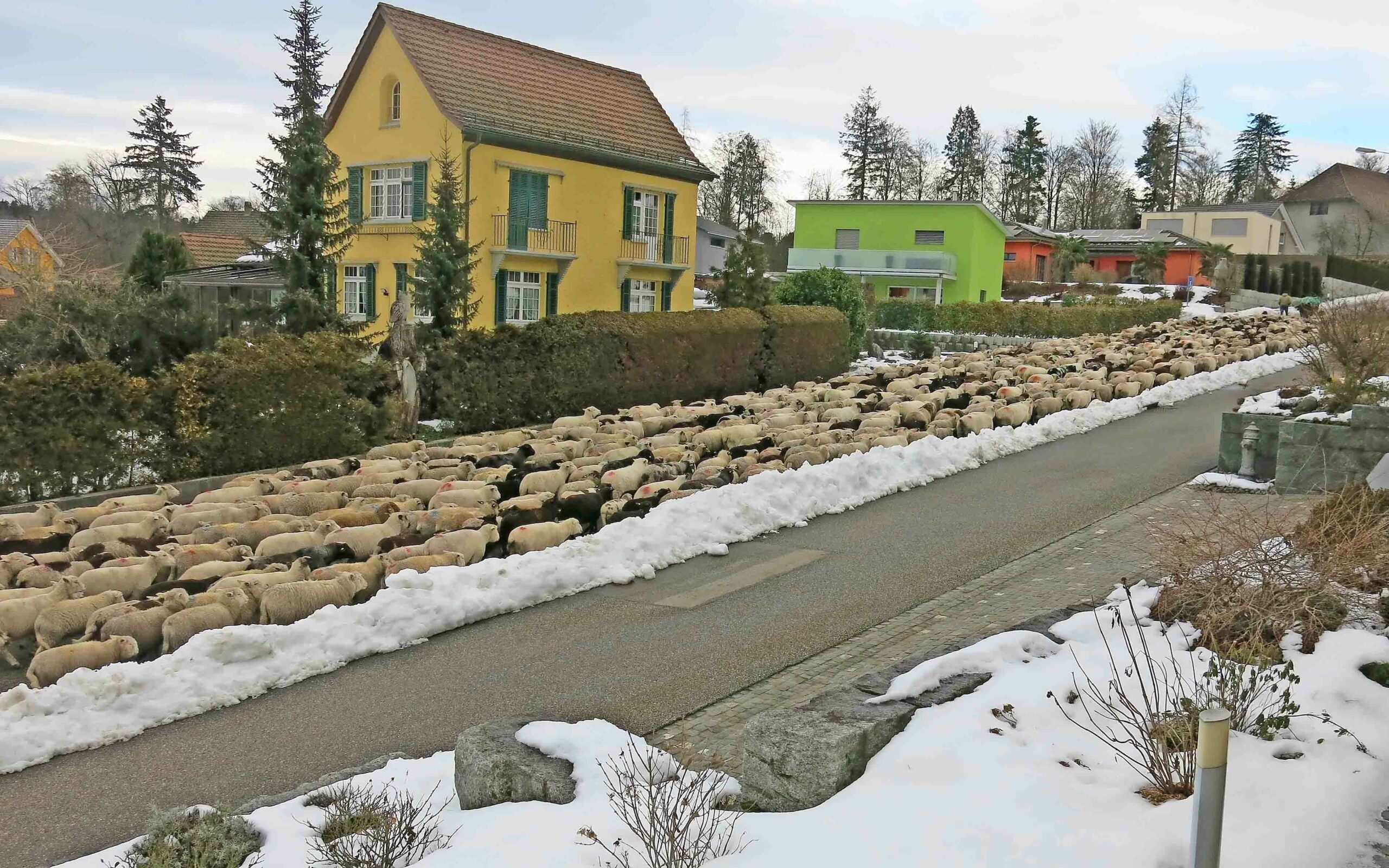 Am Samstag, 23. Januar 2021, drängt sich eine Schafherde durch Glashütten.