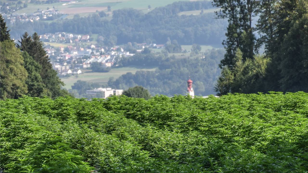 Hanf_Reusstal