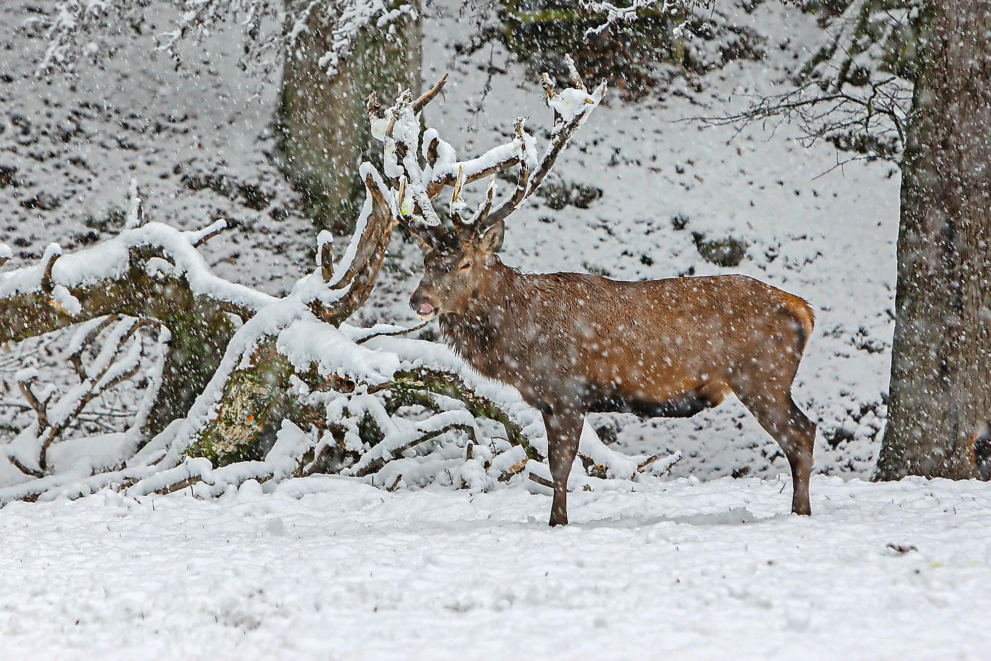 Der Hirsch auf dem Heitere trägts mit Fassung.