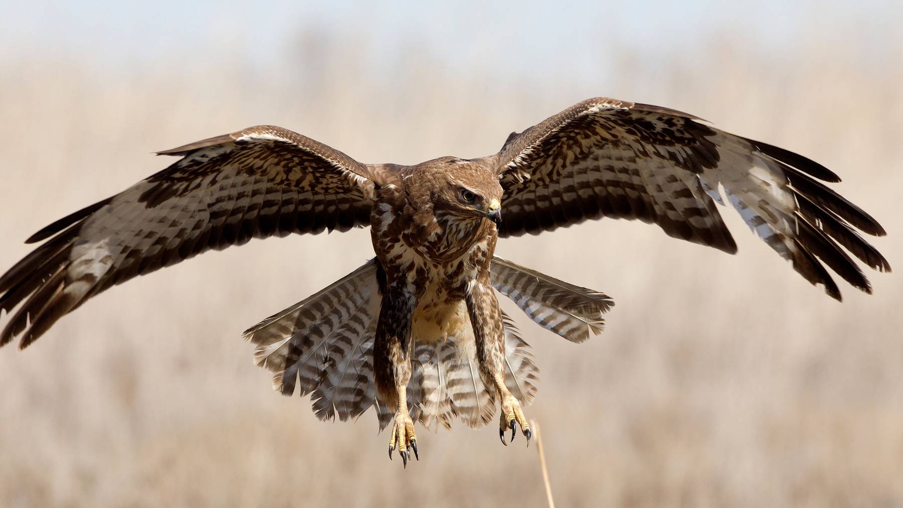 Maeusebussard1