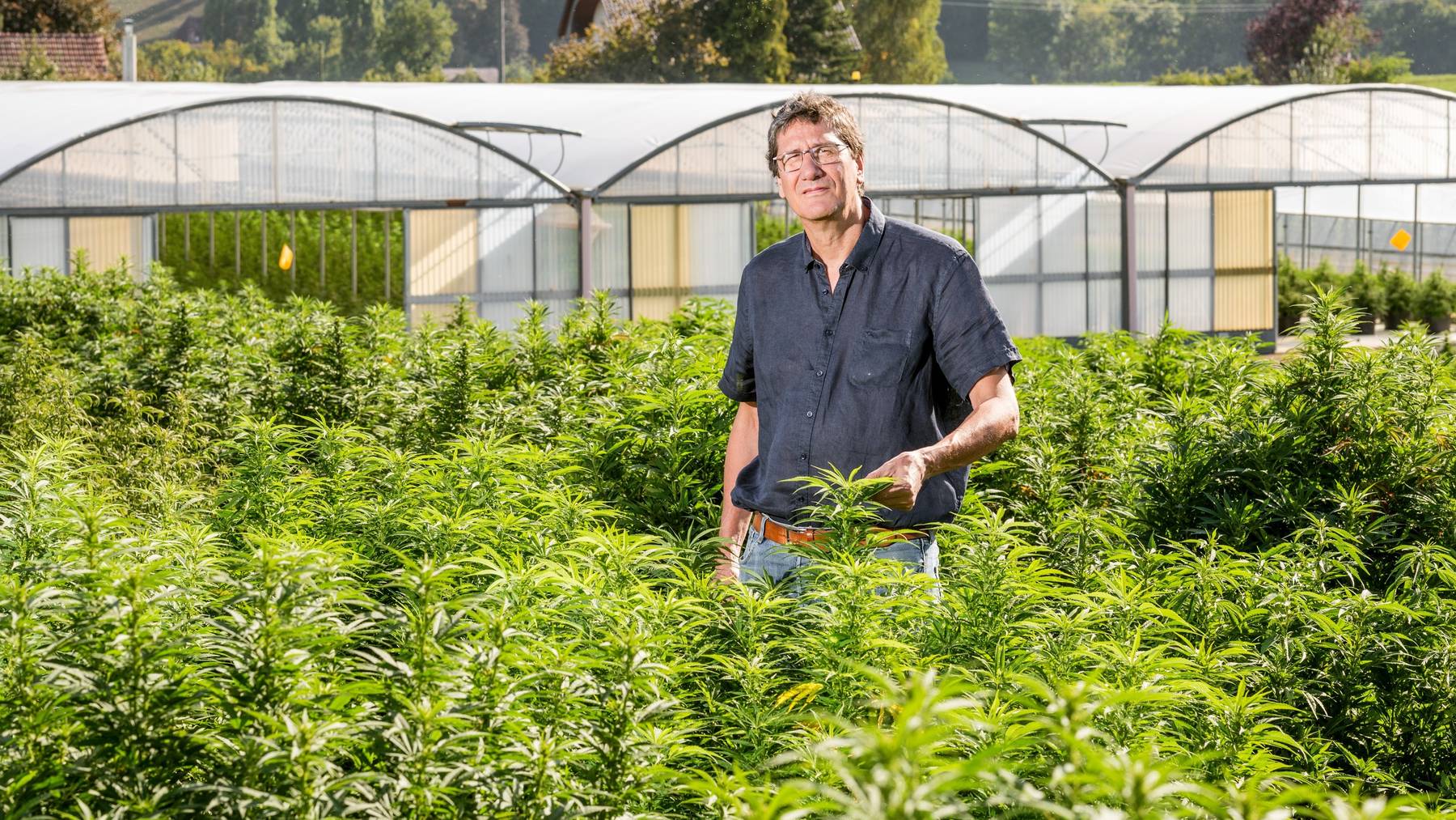 Medizinal_Cannabis
