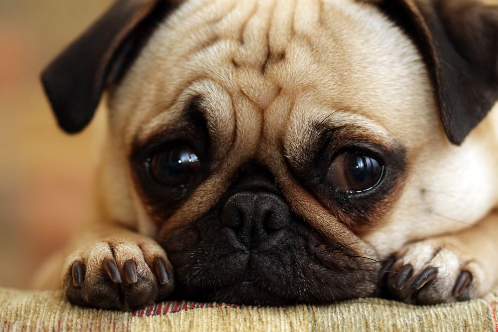 Mops