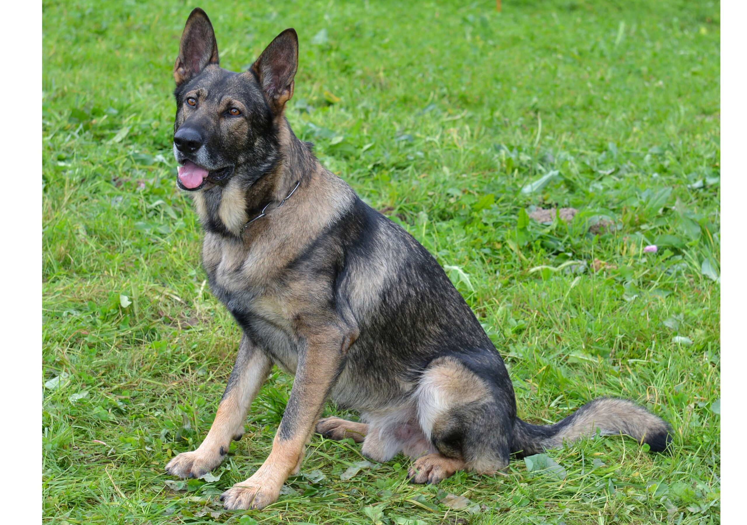 PolizeihundMitch1