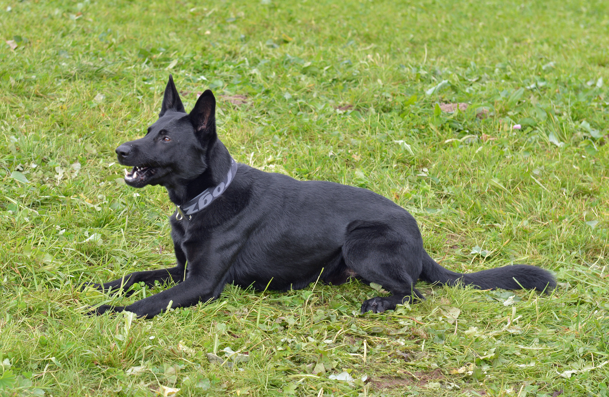 Polizeihund_Dogde_vom_Eichertland1