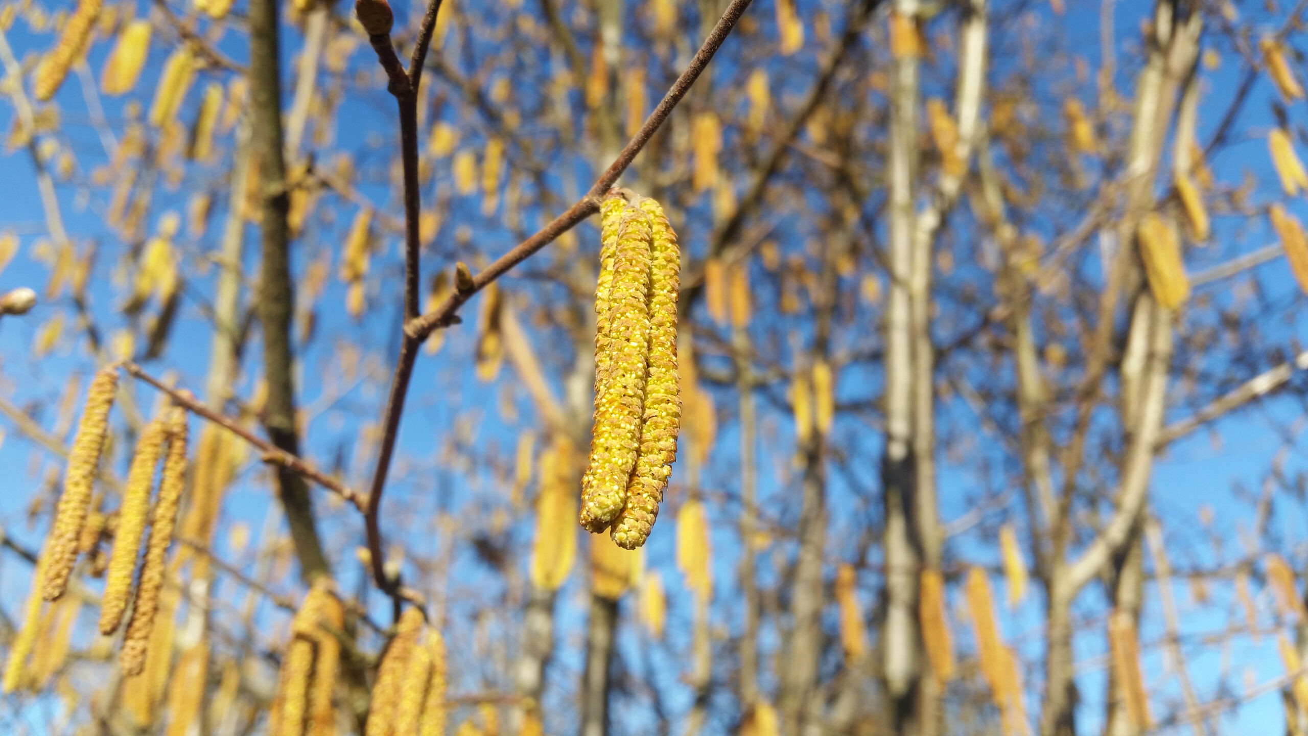 Pollen_Symbolbild_Shutterstock