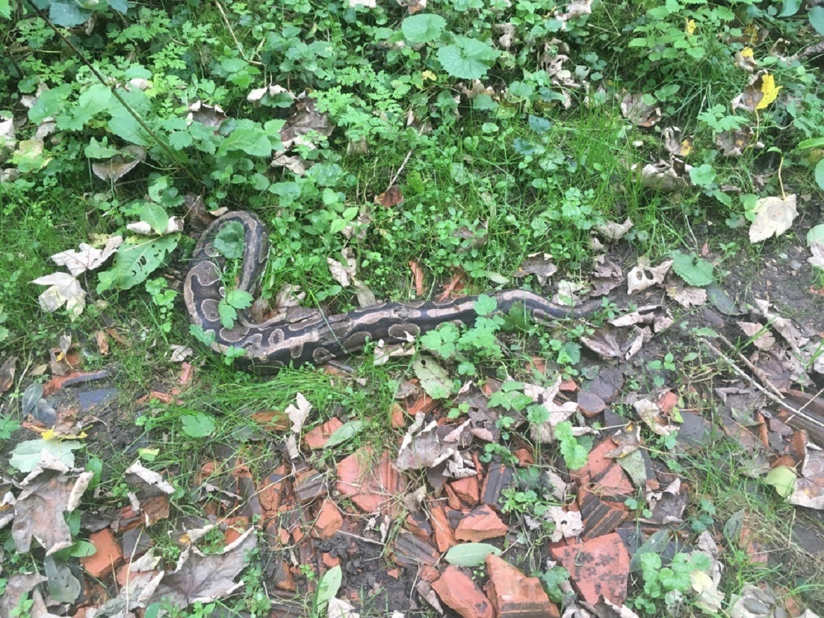 Python_Zurzach