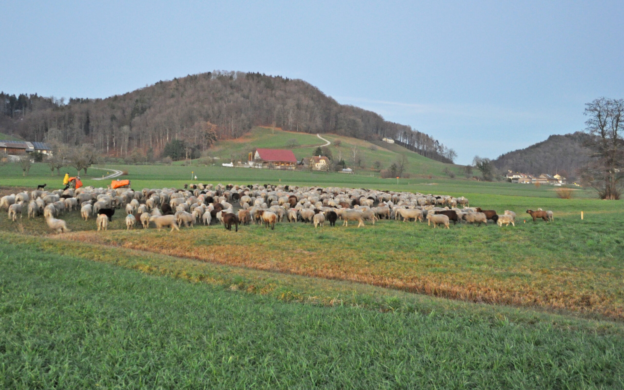 Schafe_Reien