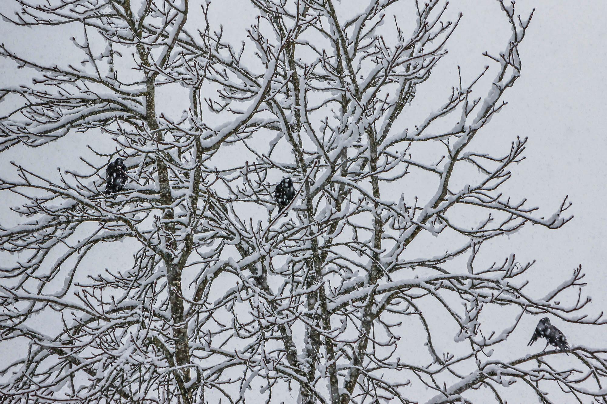 Die Krähen begrüssten den Winter lautstark.