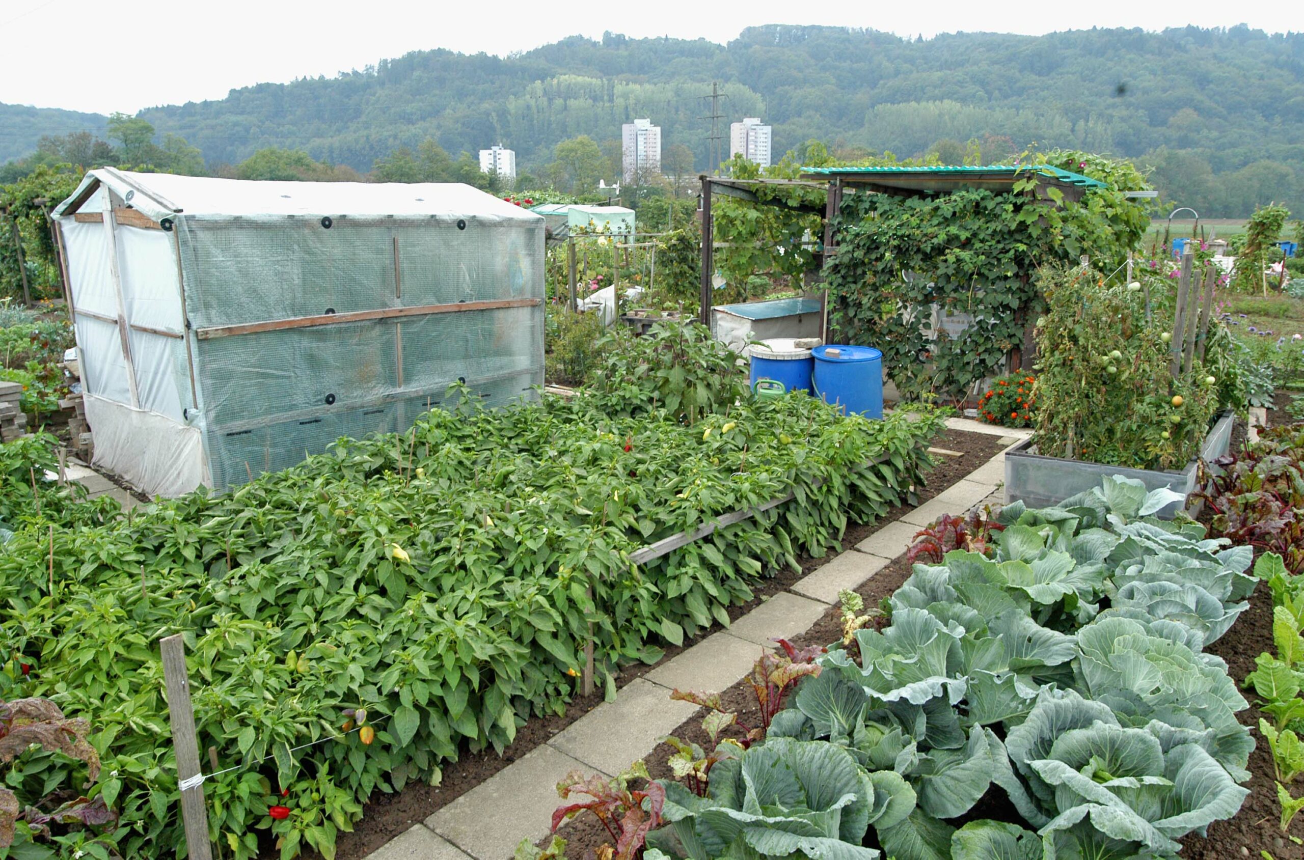 Schrebergarten