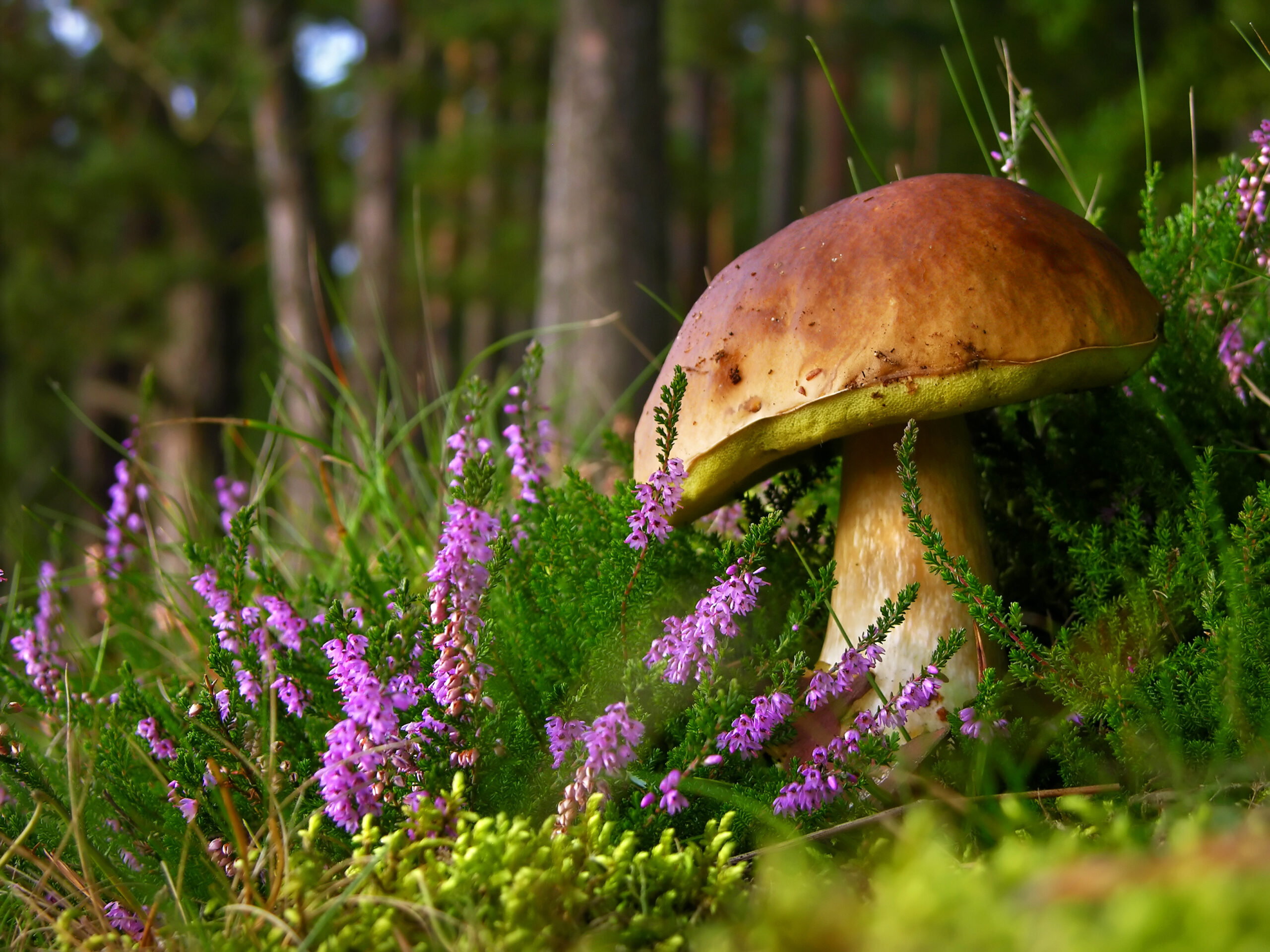 Steinpilz_Shutterstock