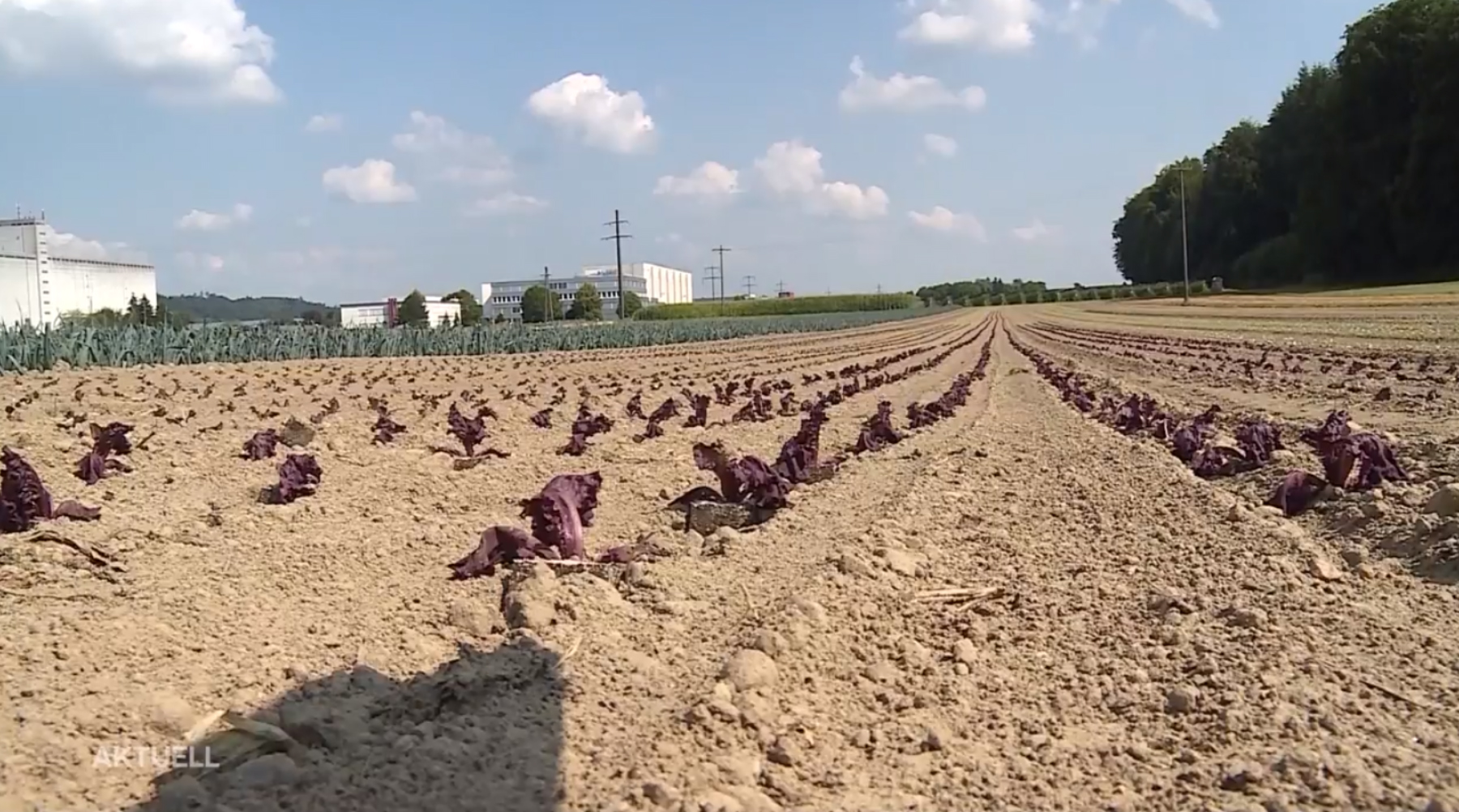 Trockenheit Dieser Salat braucht sofort Wasser, sonst kommt's nicht gut (Screenshot Tele M1)