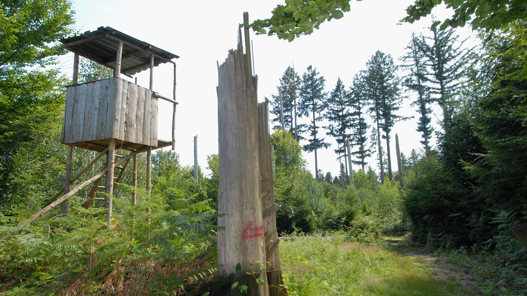 Wald_Lothar
