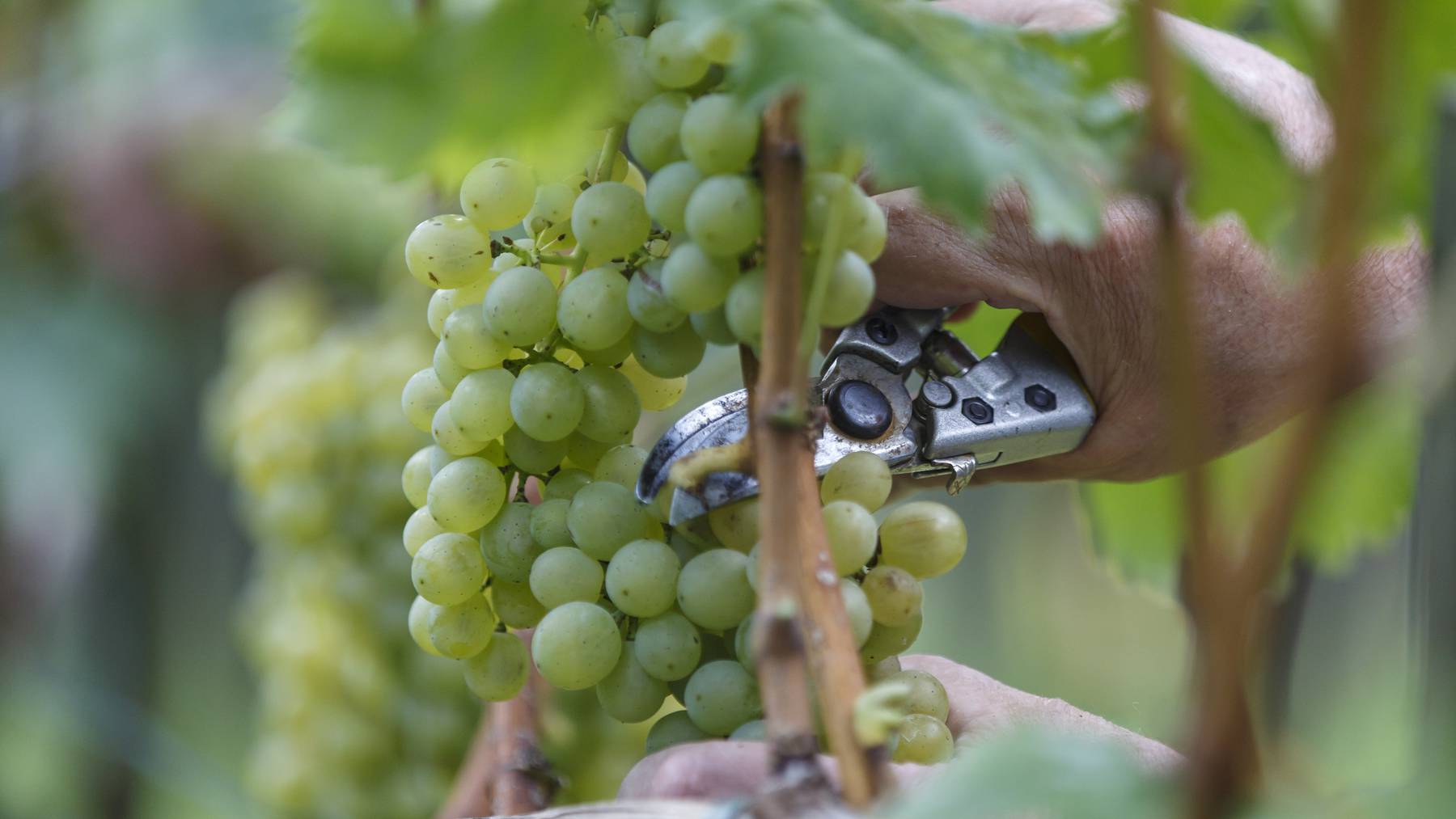 Weinernte