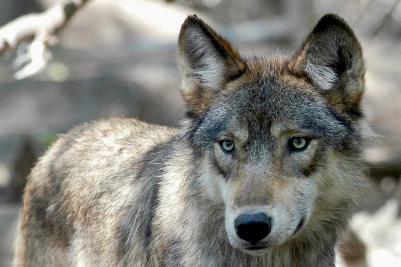 Wolf_AP