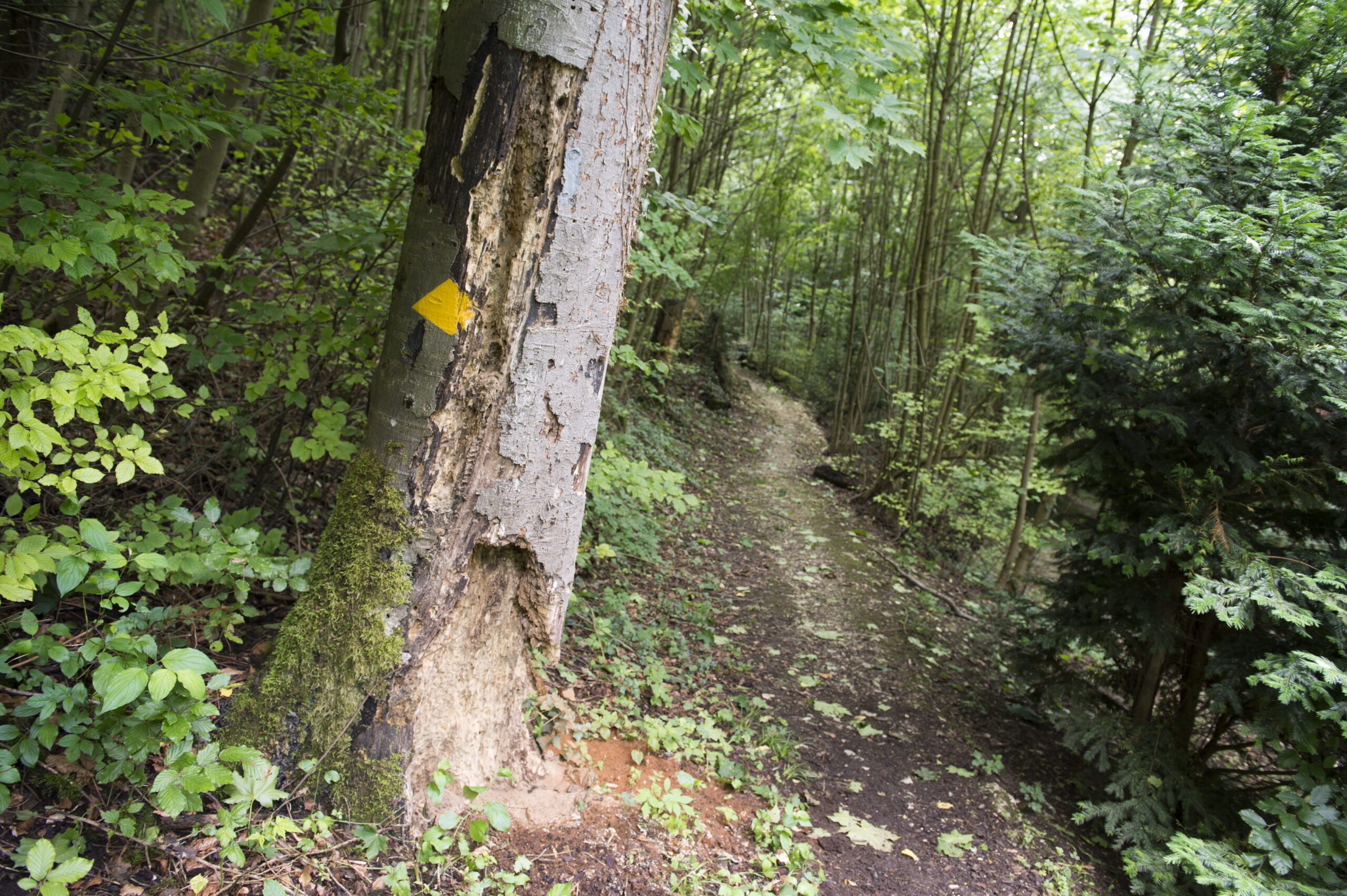 Aarguer Wanderwege