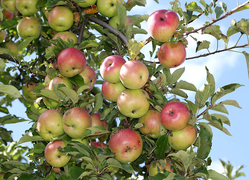 apfelbaum_aepfel_wikipedia1