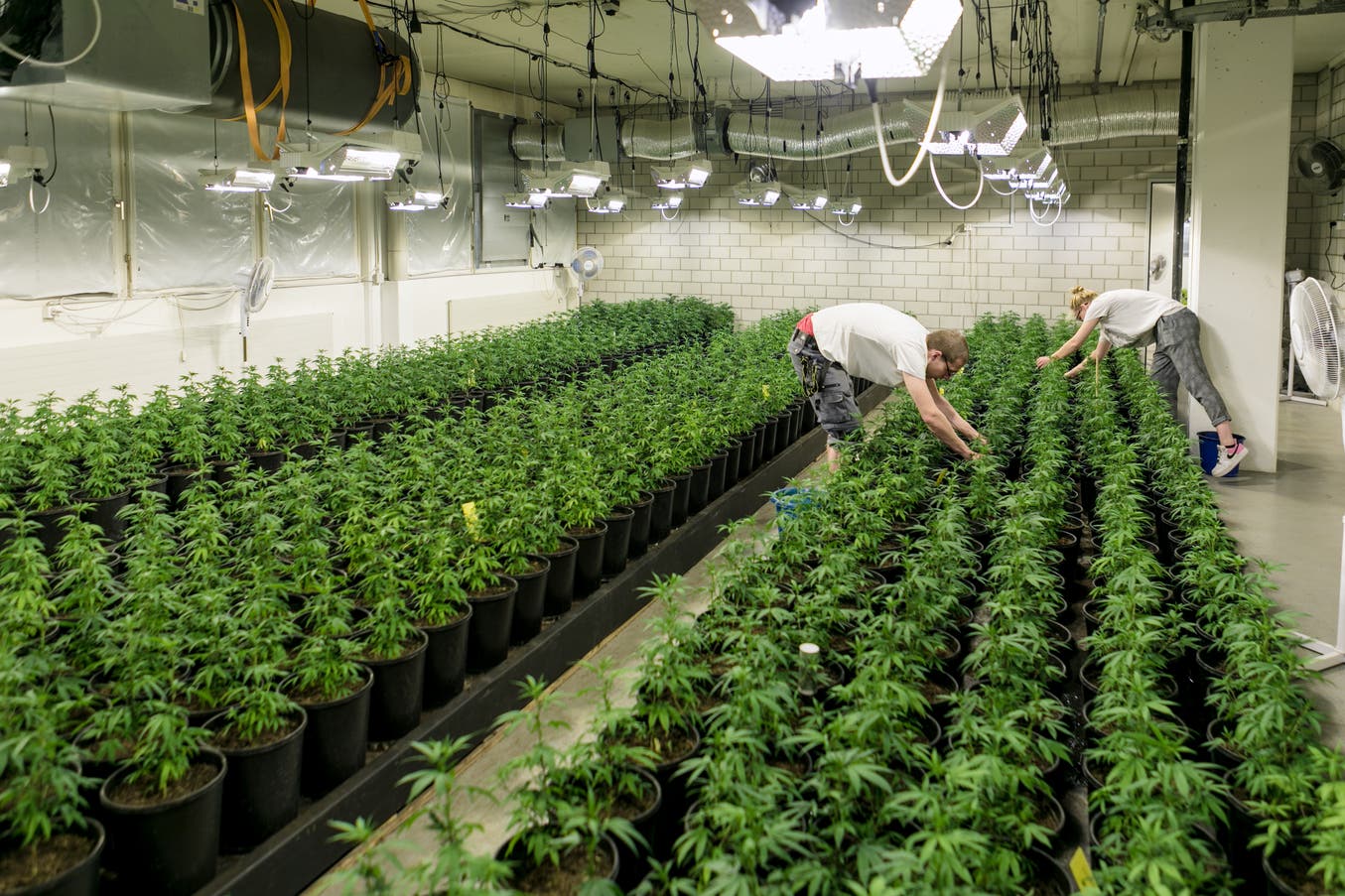 cbd_plantage