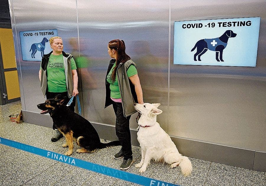 corona_Spuerhunde_AFP