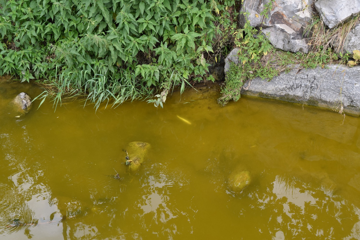 fischsterben_ruswil_bielbach_200717
