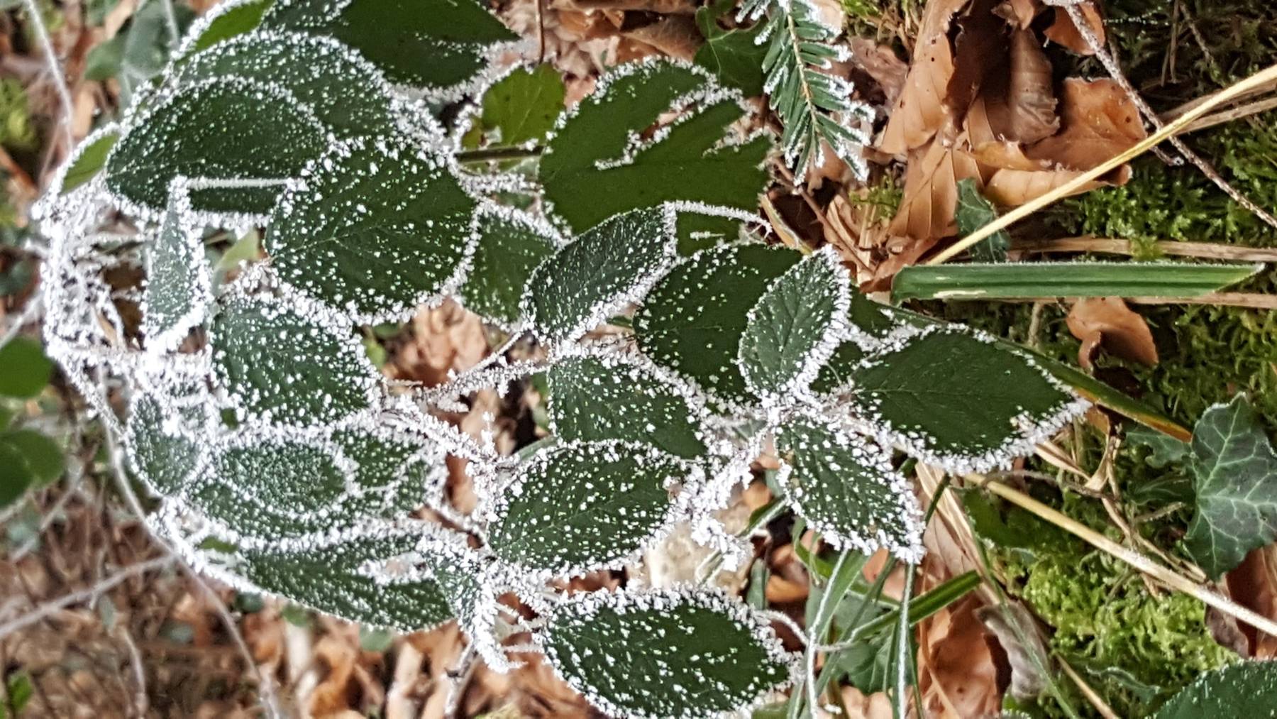 frost