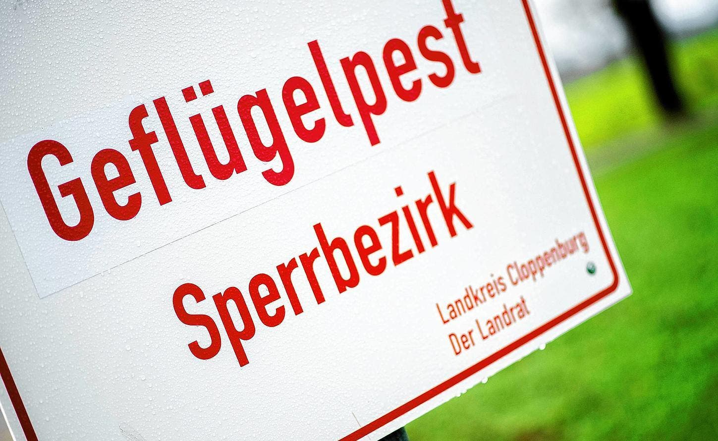 gefluegelpest_dpa