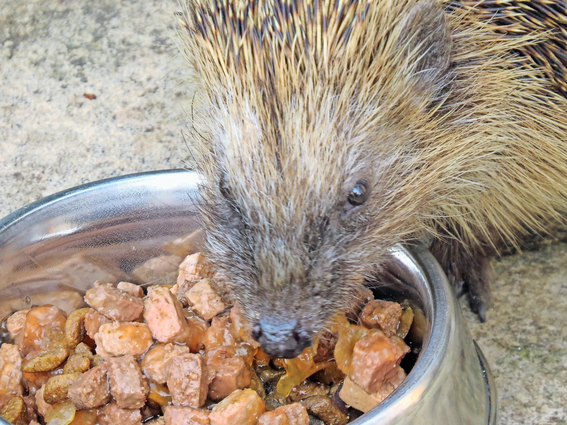 igel_wiggertaler_bm