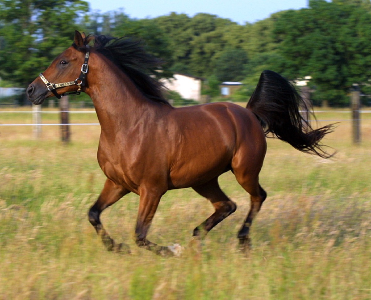 pferd