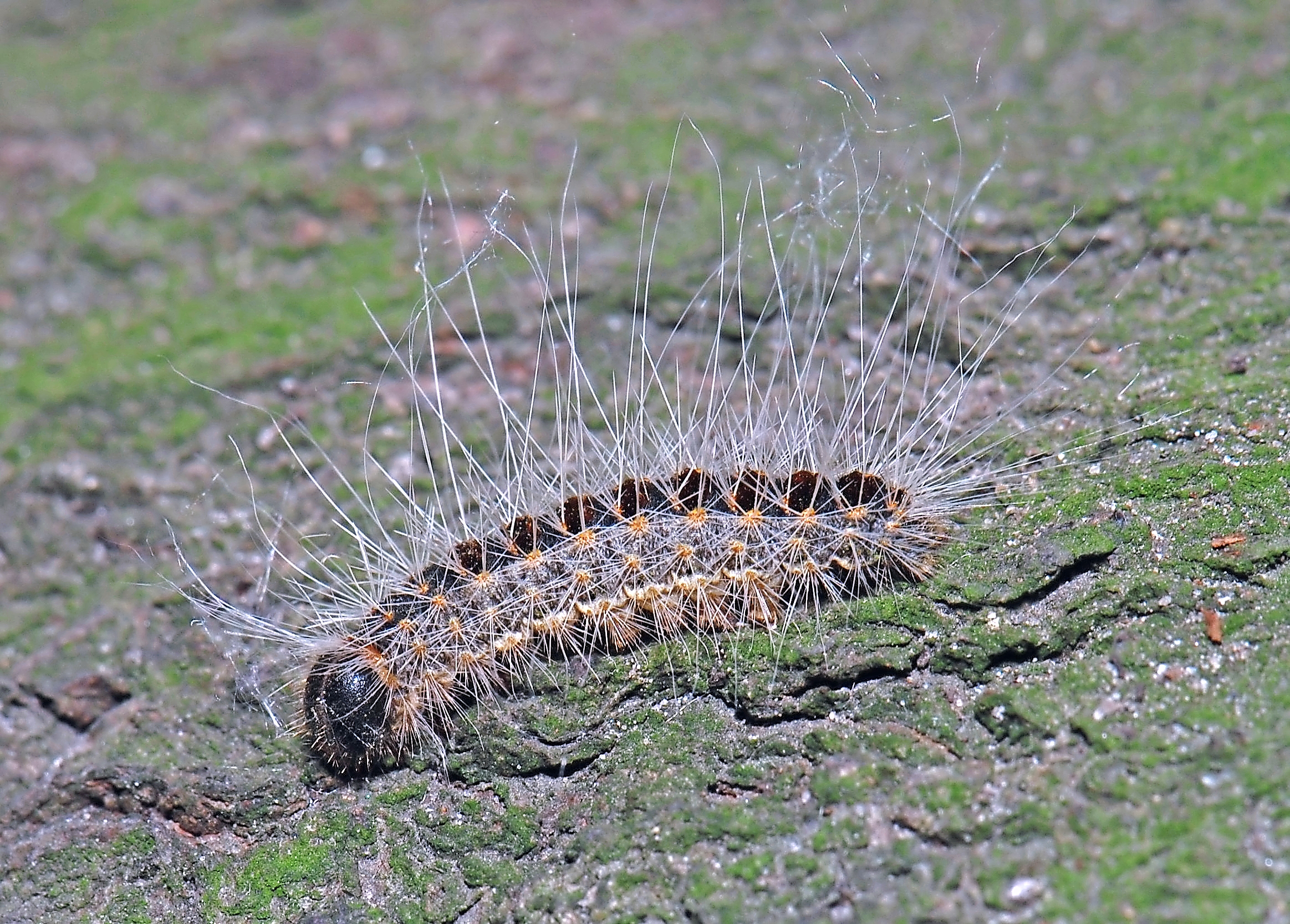 raupe