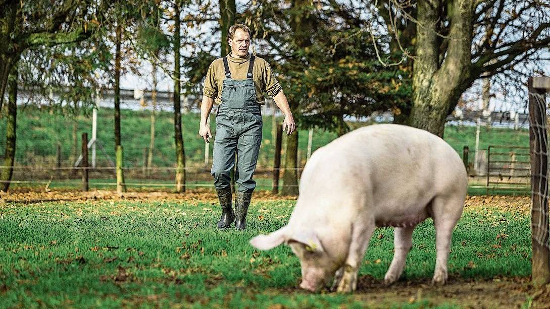schweinebauer