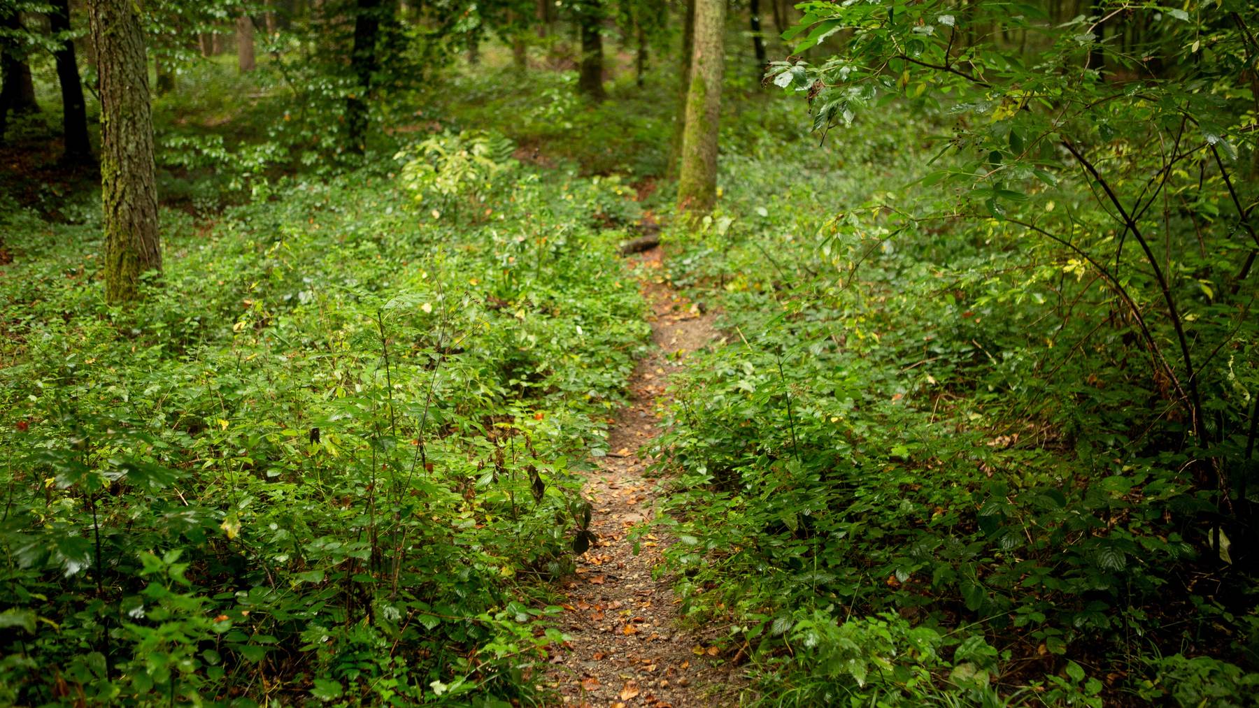 schwulenwald4