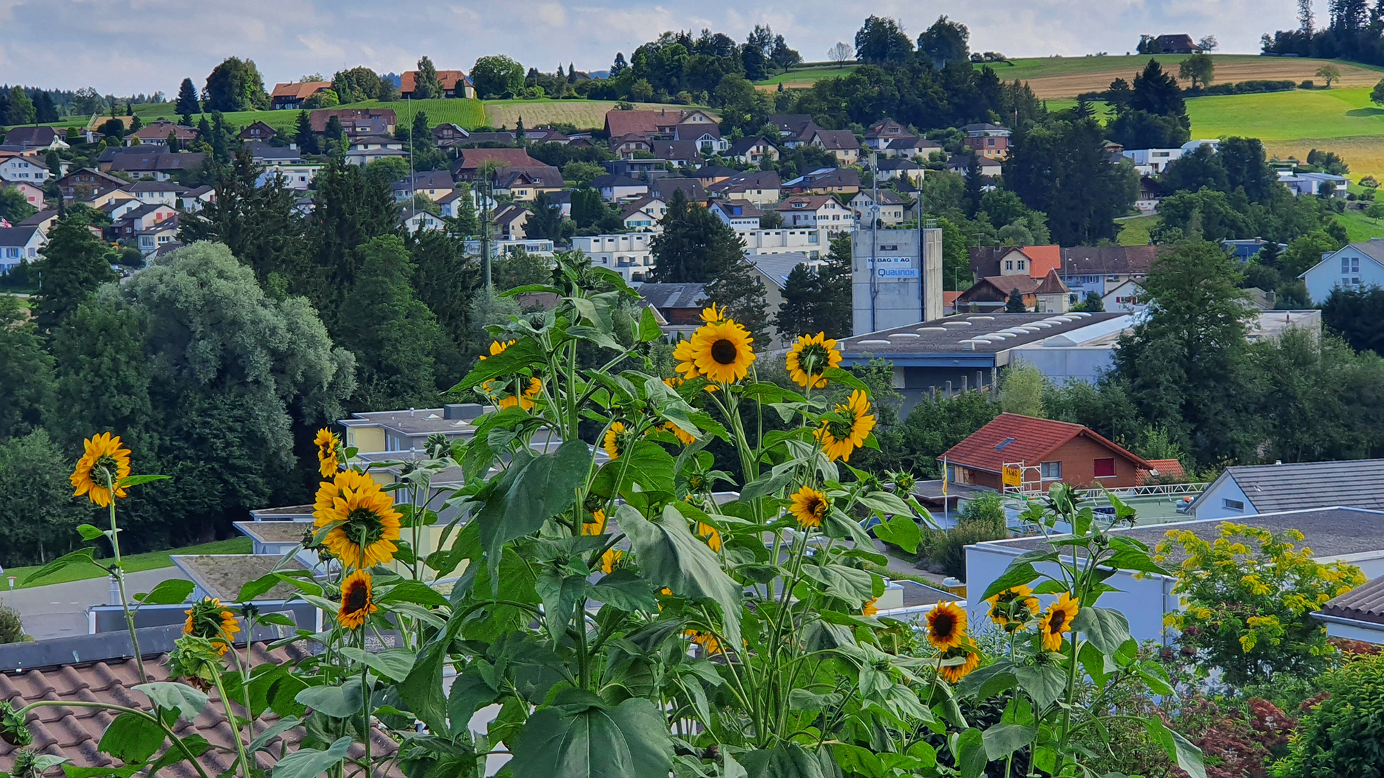 sonnenblume4 Bei Kari Roth in Zofingen wachsen 2,3 Meter hohe Sonnenblumen.