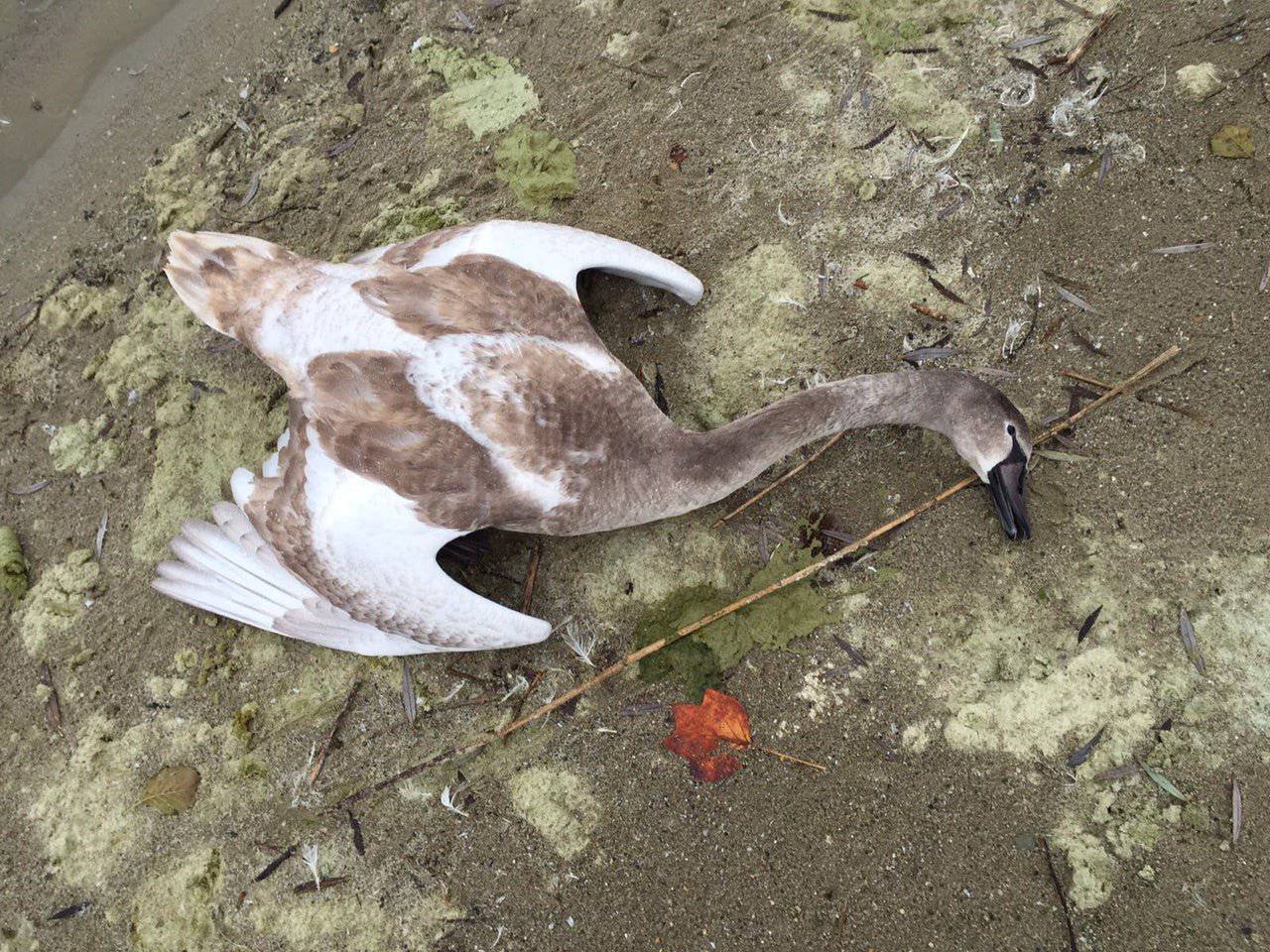 vogelgrippe