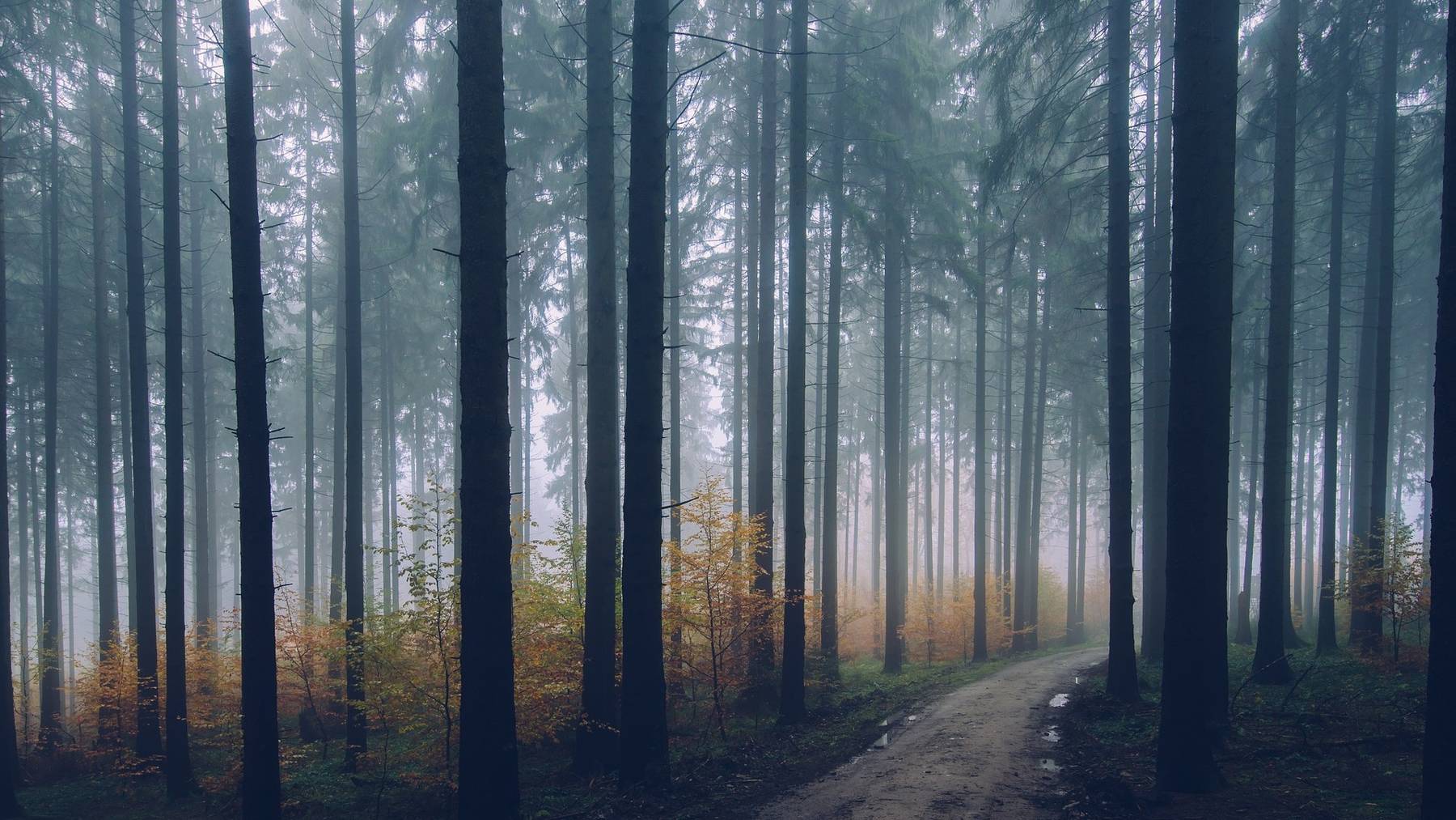 wald3